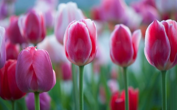 Earth Tulip Flowers Nature Flower Macro Pink Flower HD Wallpaper | Background Image