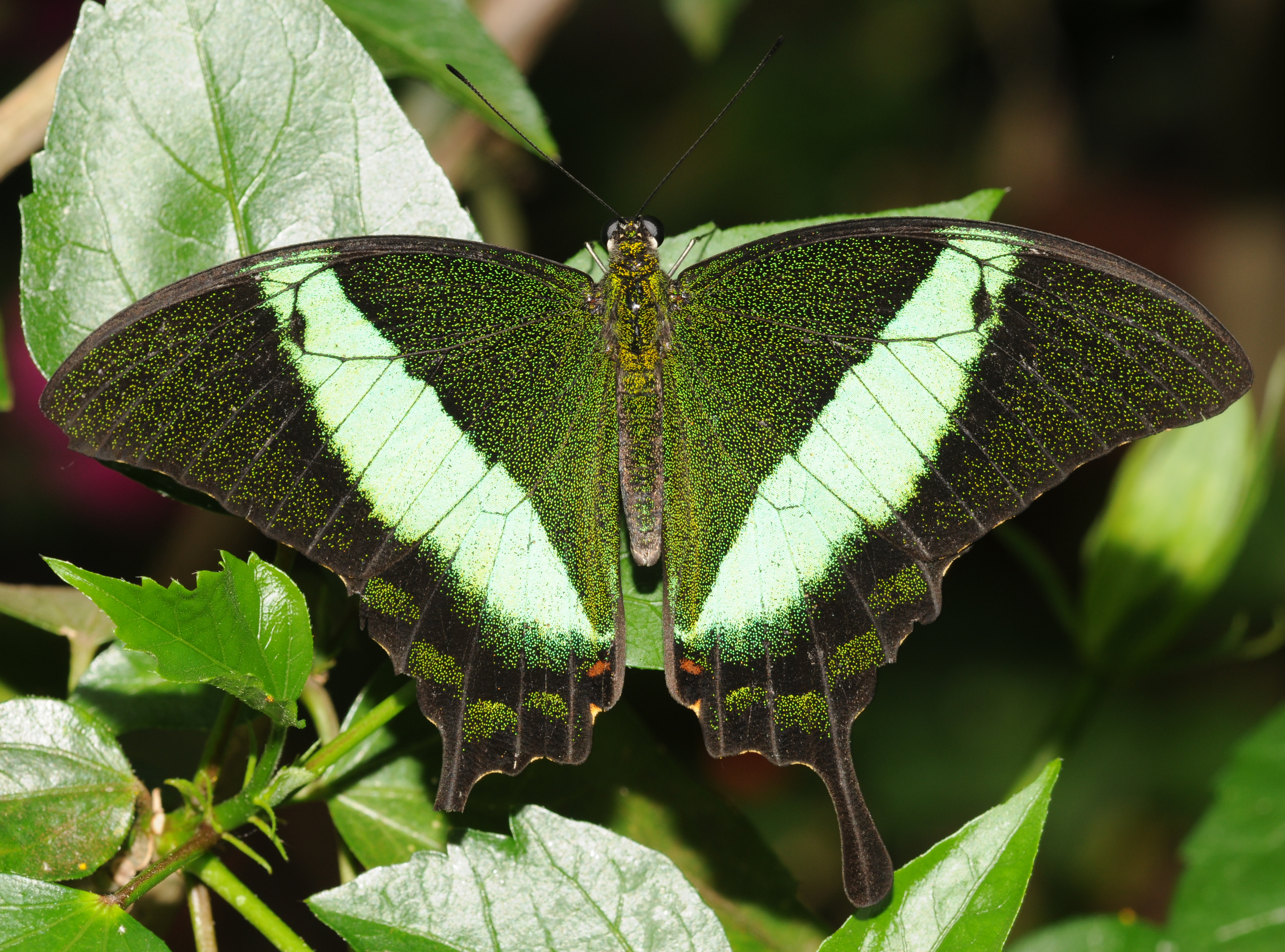 Emerald Swallowtail (Papilio palinurus) by Thomas Bresson