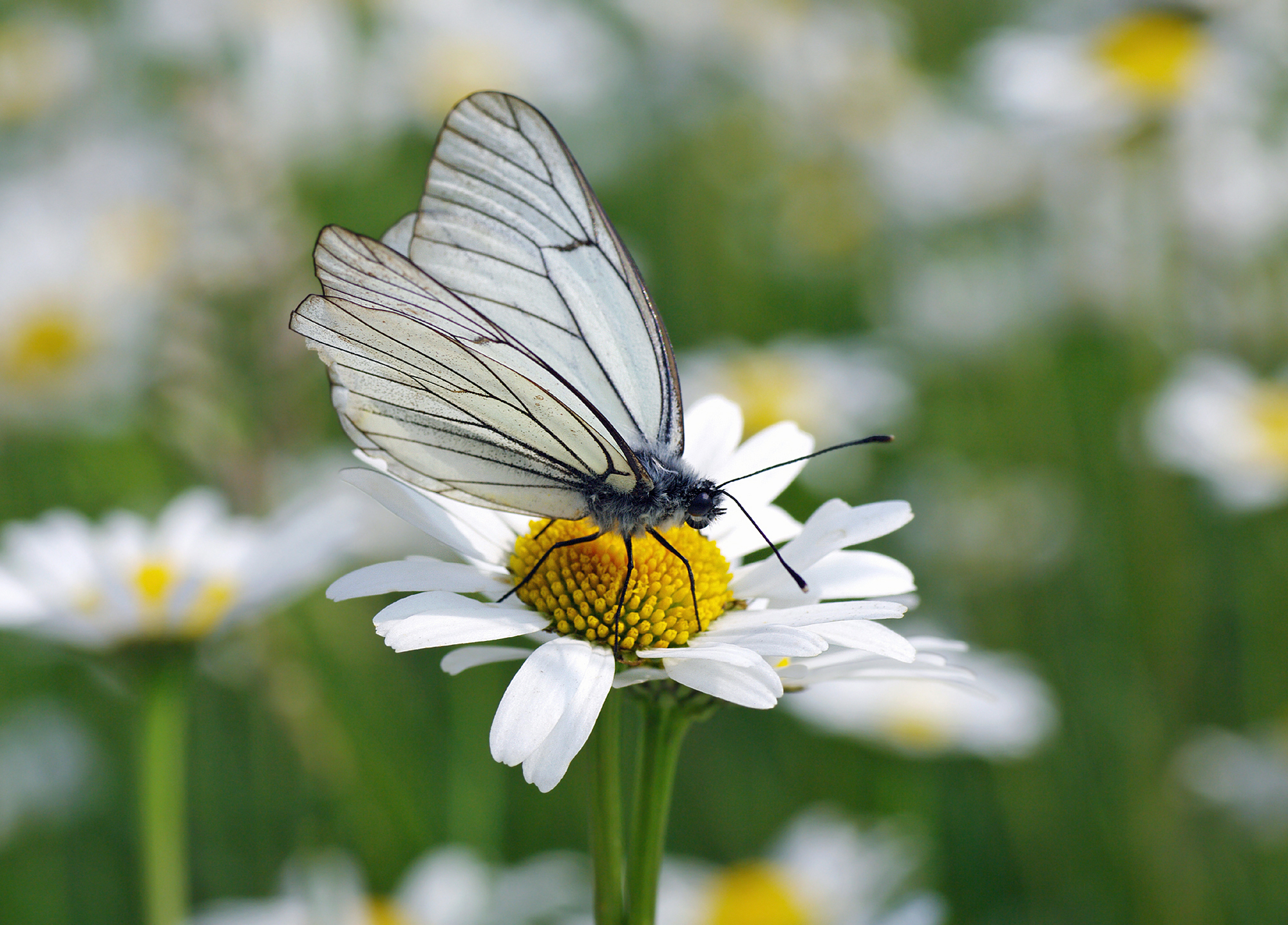 Aporia crataegi, the Black-veined white on an Oxeye daisy by Christian Fischer