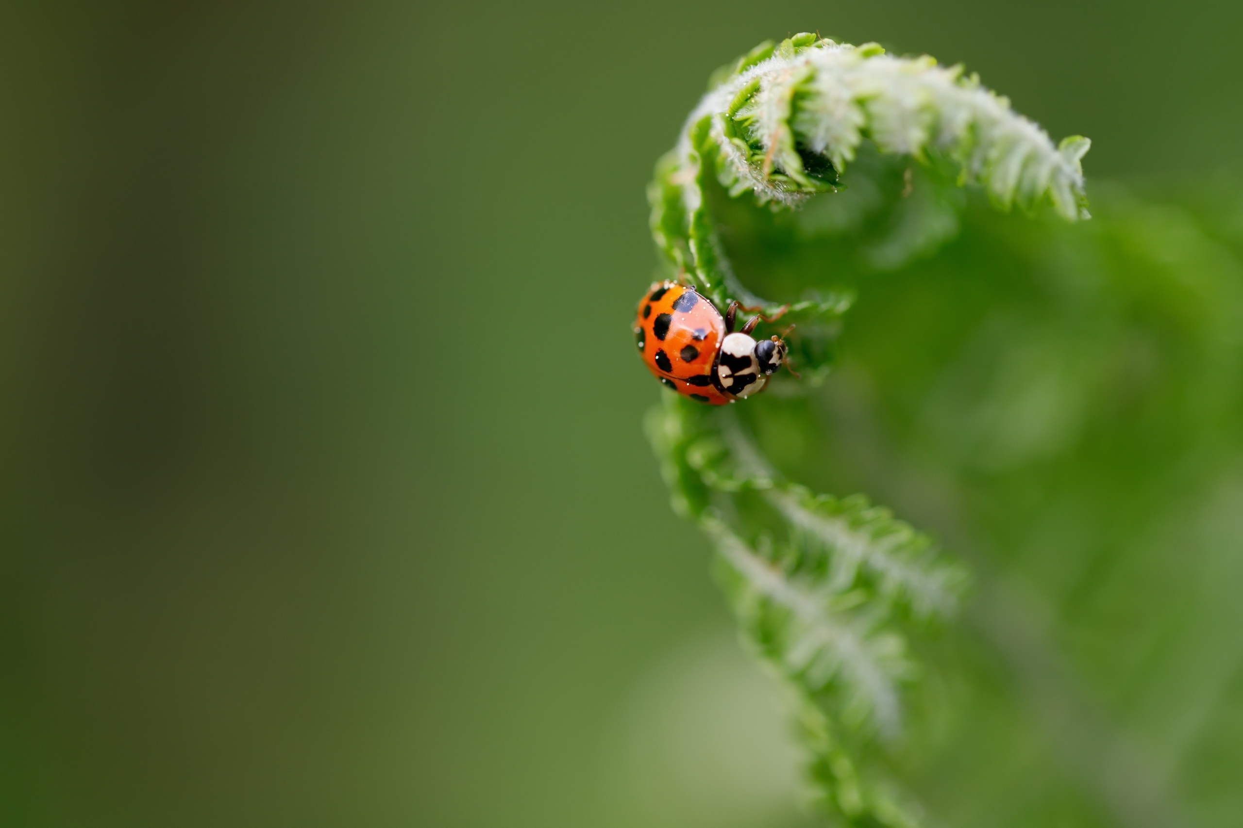 Download Insect Macro Animal Ladybug HD Wallpaper