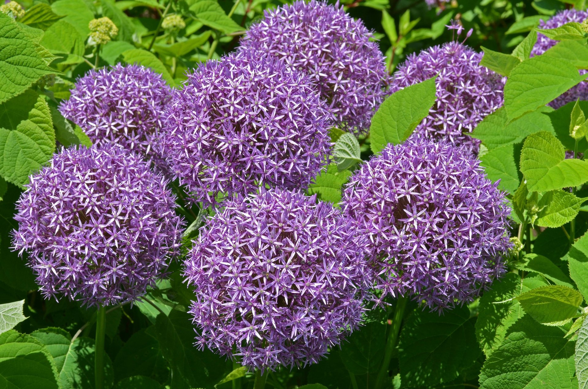 Allium 'Globemaster' Flowers 4k Ultra HD Wallpaper