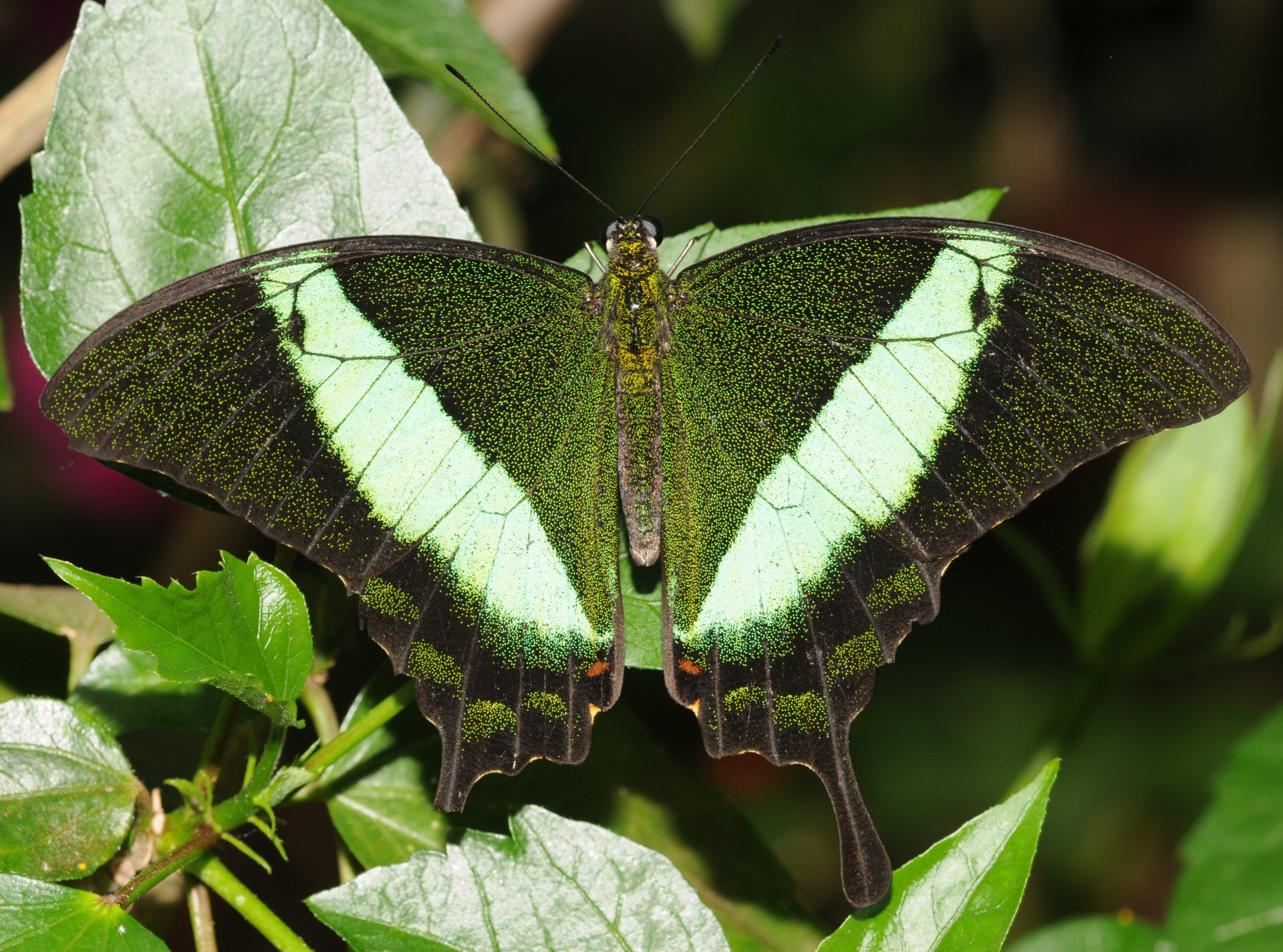 Download Butterfly Emerald Swallowtail Animal Swallowtail Butterfly 4k