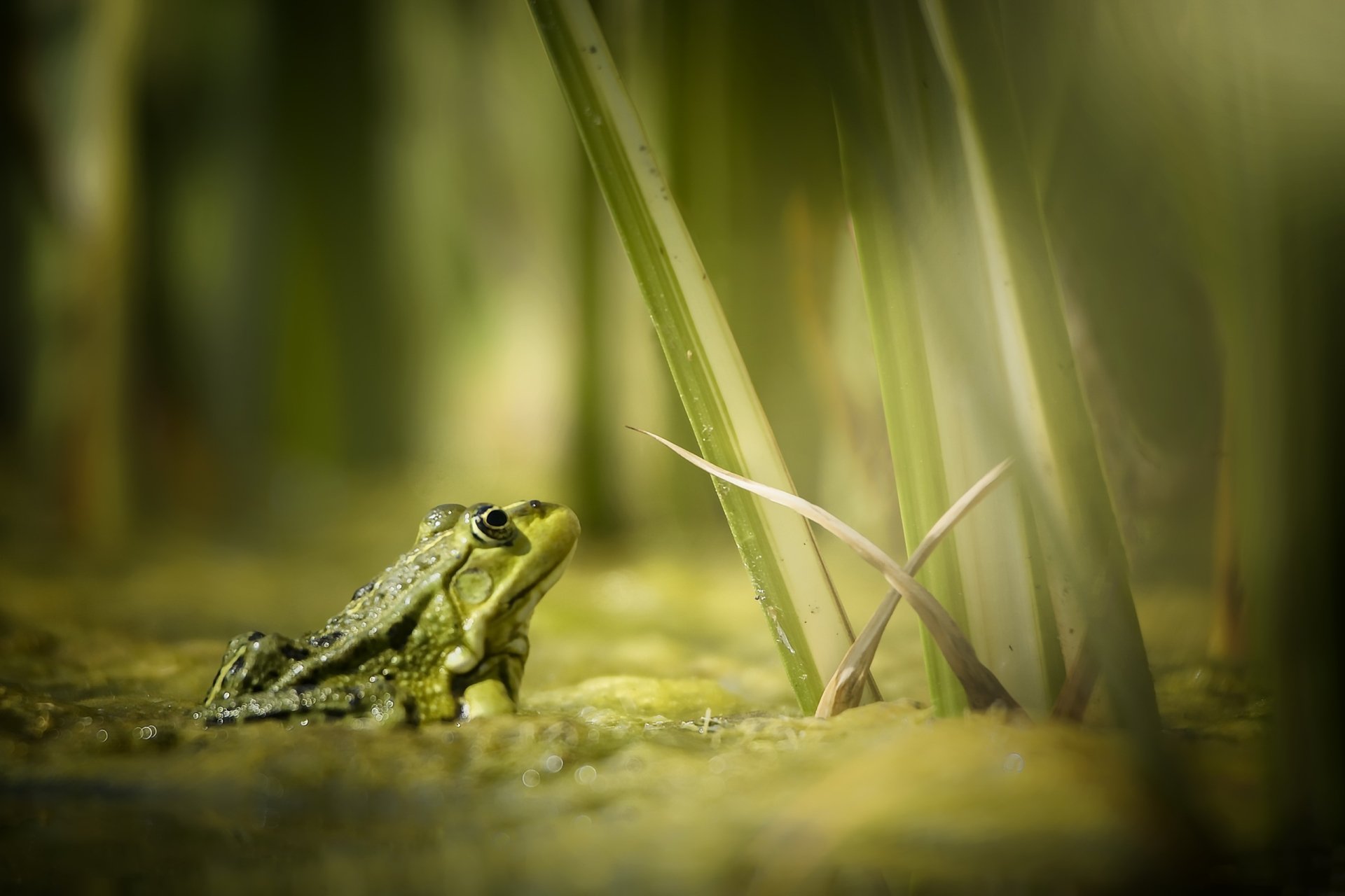 Green frog (amphibian, animal) in marsh grass with soft bokeh — 2K Quad HD PC desktop wallpaper background.