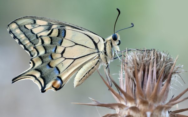 Animal Swallowtail Butterfly Insects Butterfly Old World Swallowtail HD Wallpaper | Background Image