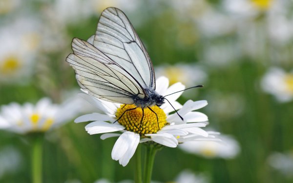 Animal Butterfly Black-veined White Oxeye Daisy Daisy Flower HD Wallpaper | Background Image