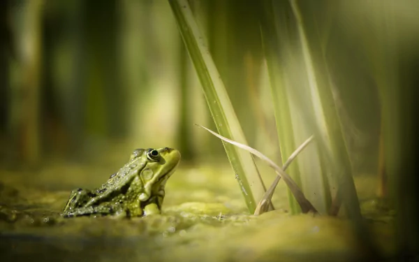 Green frog (amphibian, animal) in marsh grass with soft bokeh — 2K Quad HD PC desktop wallpaper background.