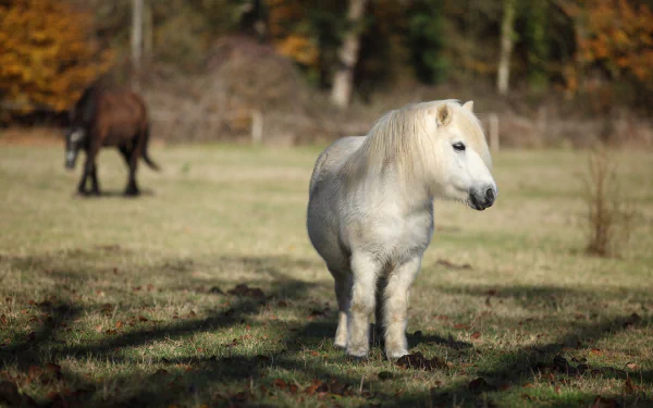  White Pony by Jean-Michel SACHOT