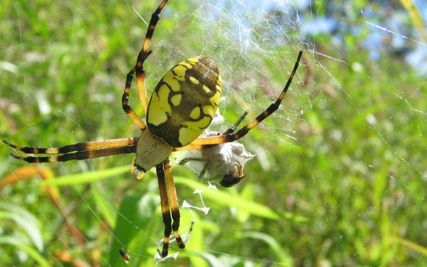 Animal Spider Spiders HD Wallpaper | Background Image