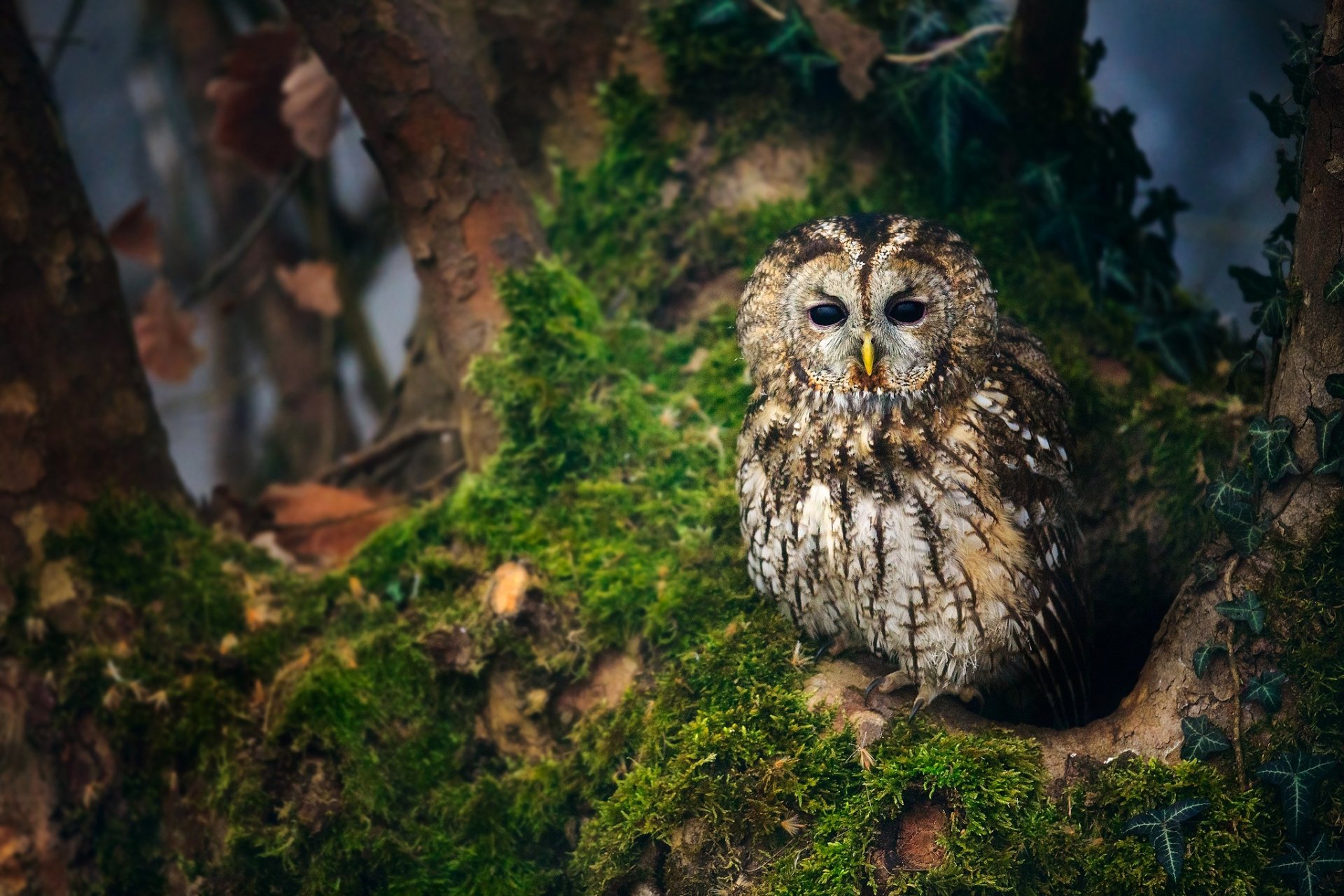 Download Bird Animal Owl HD Wallpaper