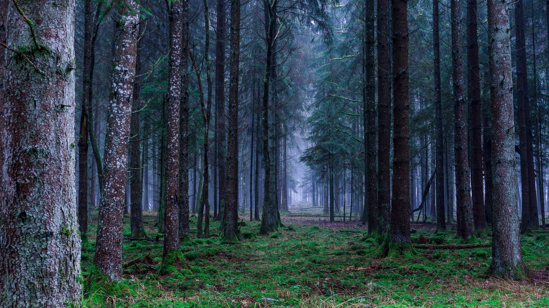 Bosque 4k Ultra Fondo de pantalla HD | Fondo de Escritorio | 3840x2160 ...