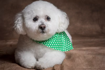 fluffy cute dog Animal Bichon Frise HD Desktop Wallpaper | Background Image