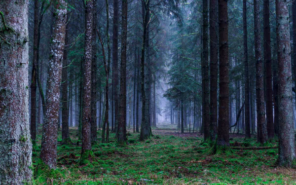 HD desktop wallpaper of a serene forest with tall trees and a misty atmosphere. The green moss-covered ground and the dense tree trunks create a tranquil natural background.