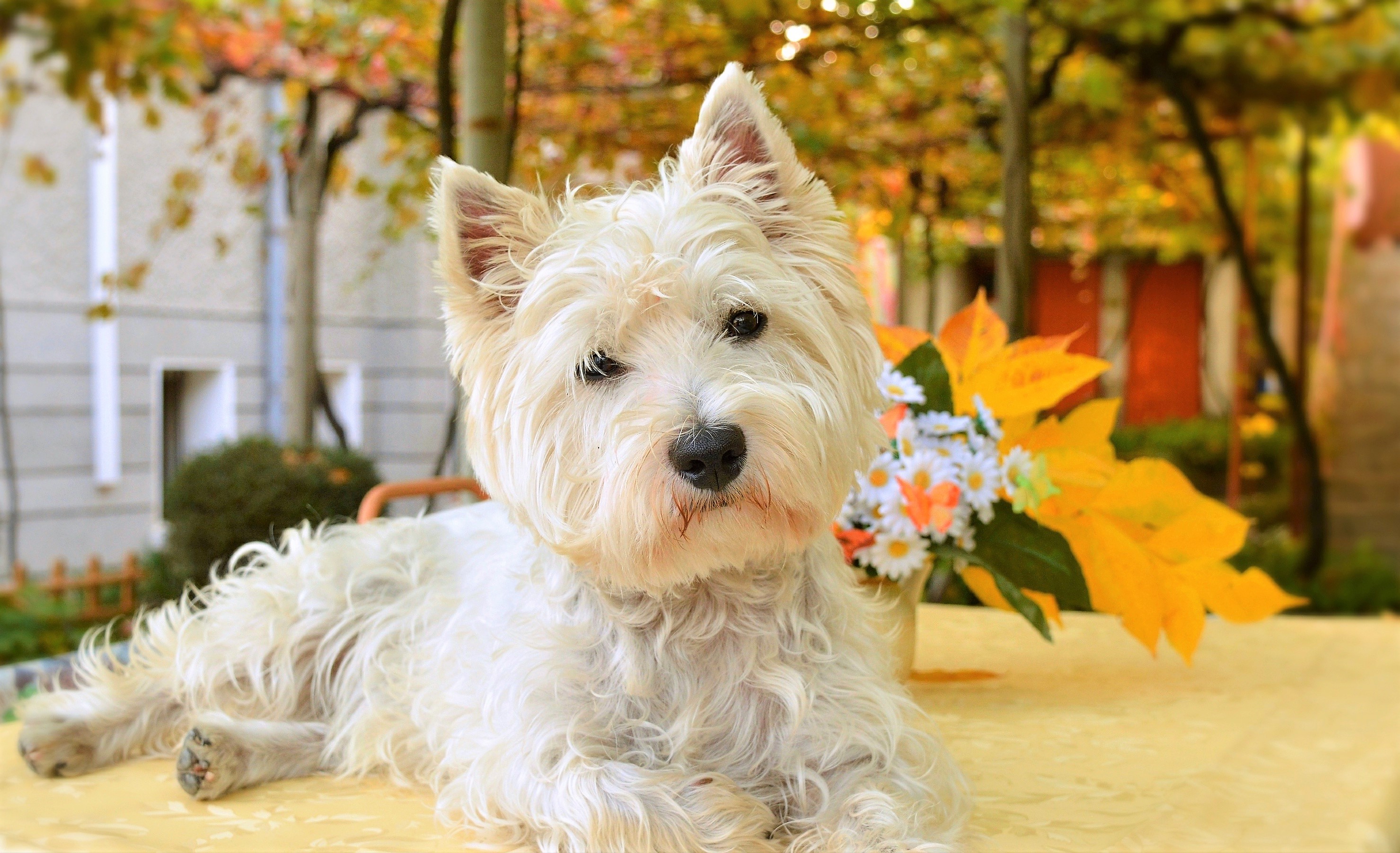 Animal West Highland White Terrier HD Wallpaper | Background Image