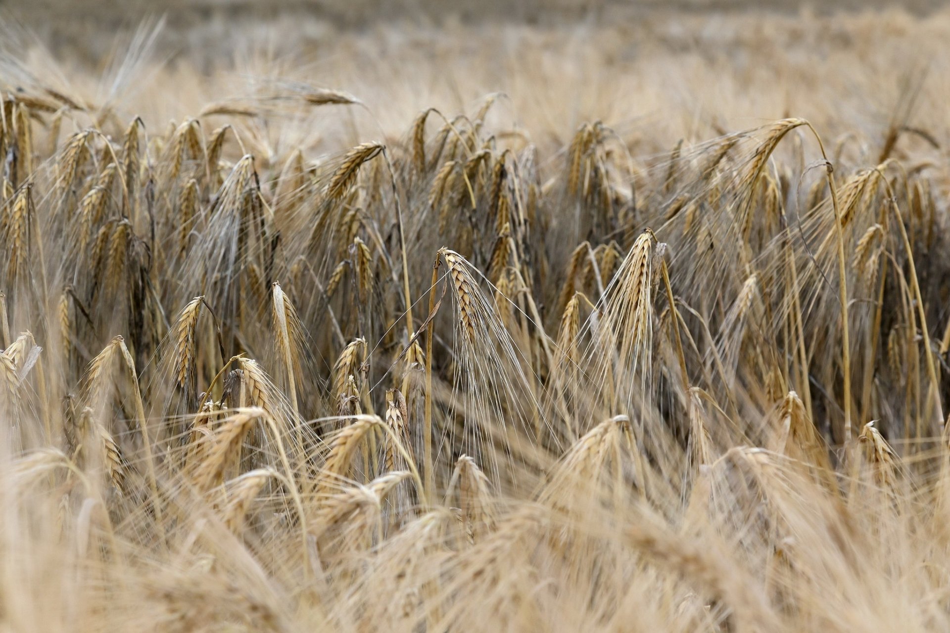 Wheat HD Wallpaper | Background Image | 2048x1365
