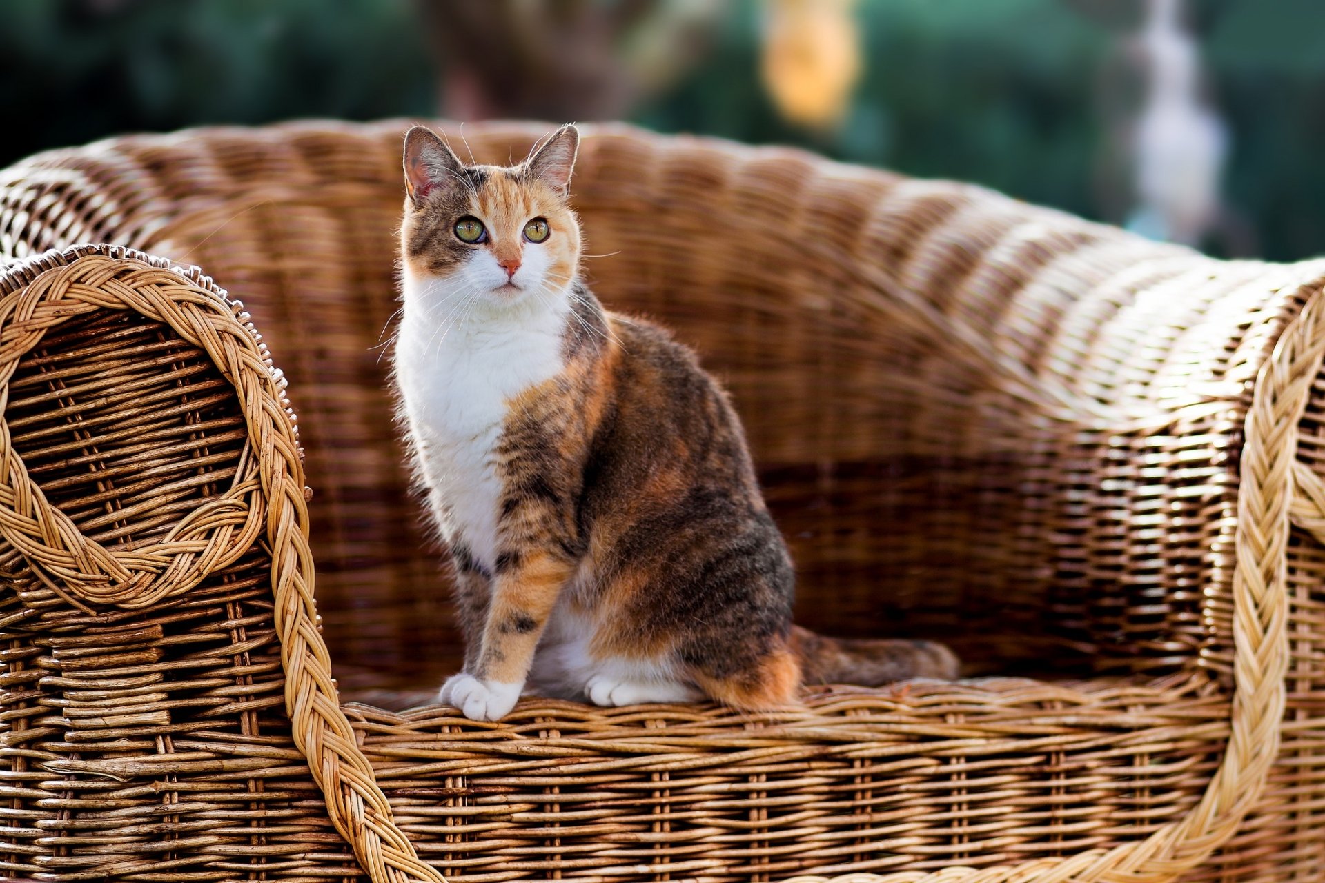 A calico cat sits alert on a woven wicker chair, captured in a high-definition desktop wallpaper showcasing natural textures and animal charm.
