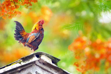 Animal rooster HD Desktop Wallpaper | Background Image
