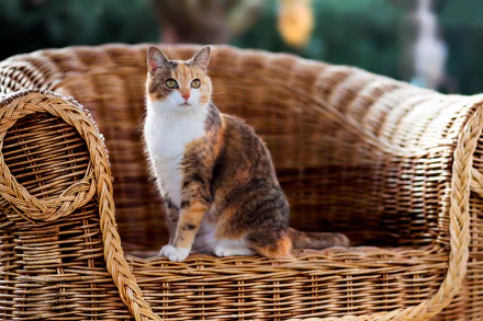 chair Animal cat HD Desktop Wallpaper | Background Image