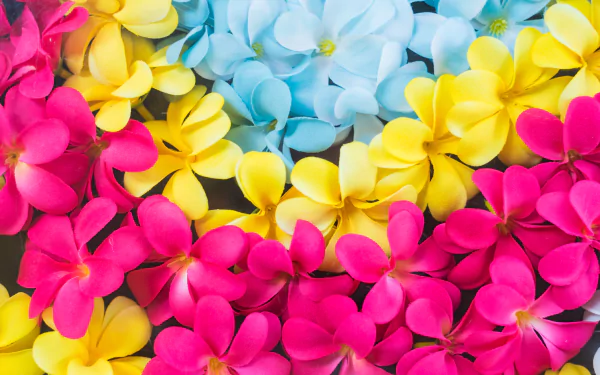 blue flower pink flower yellow flower flower nature frangipani HD Desktop Wallpaper | Background Image