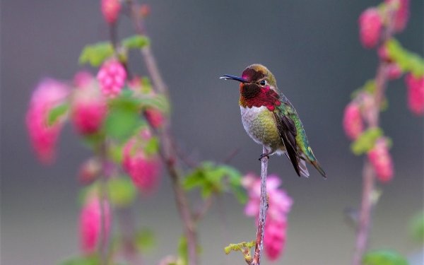 Animal Hummingbird Birds Hummingbirds Bird Colors Colorful Flower HD Wallpaper | Background Image