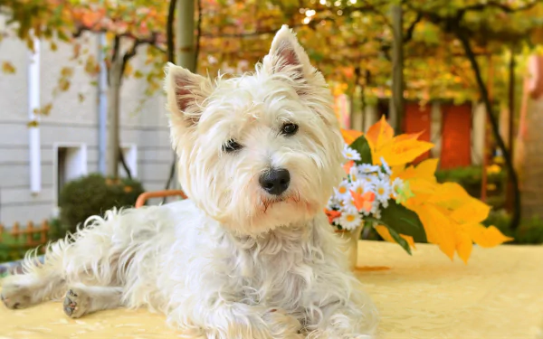 cute dog Animal west highland white terrier HD Desktop Wallpaper | Background Image