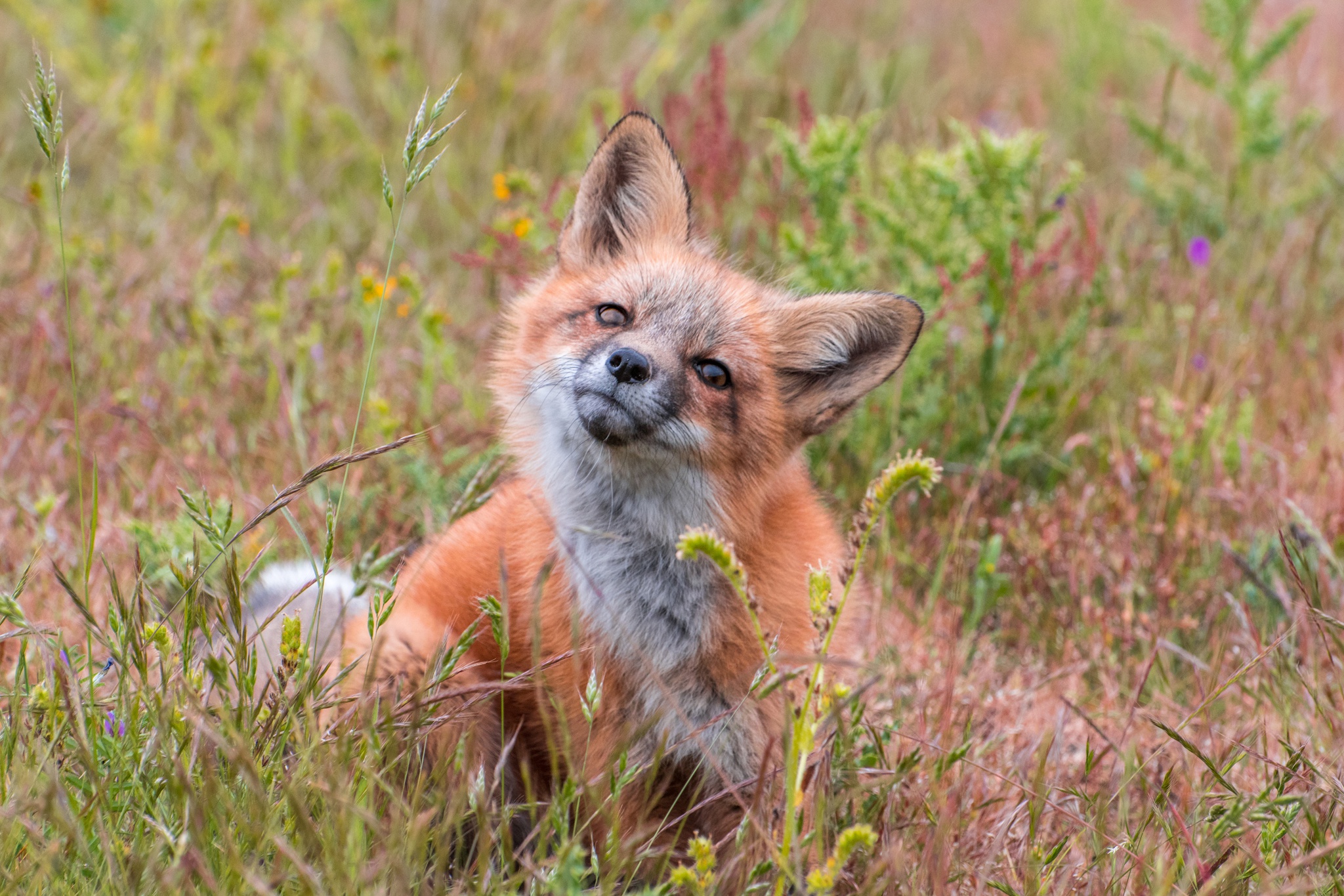 Download Stare Animal Fox HD Wallpaper