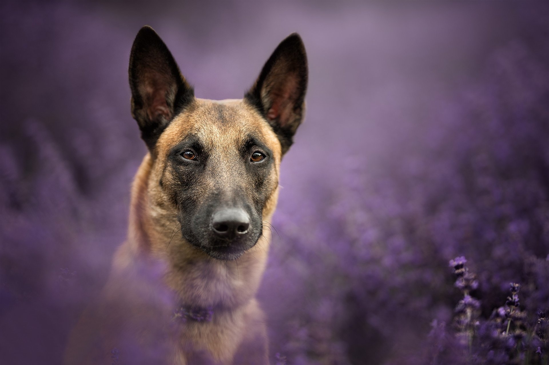 Close-up of a Belgian Malinois dog surrounded by purple blooms, HD PC desktop wallpaper background.