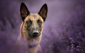 14 Belgian Malinois Hd Wallpapers Background Images Wallpaper