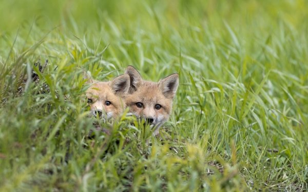 Animal Fox Grass Stare HD Wallpaper | Background Image