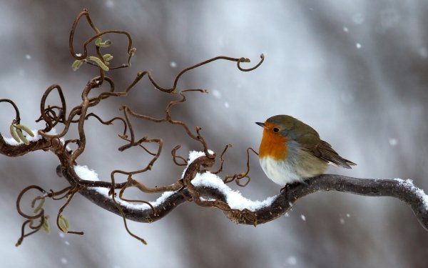 Animal Robin Birds Passerines Bird Branch Winter Snow HD Wallpaper | Background Image