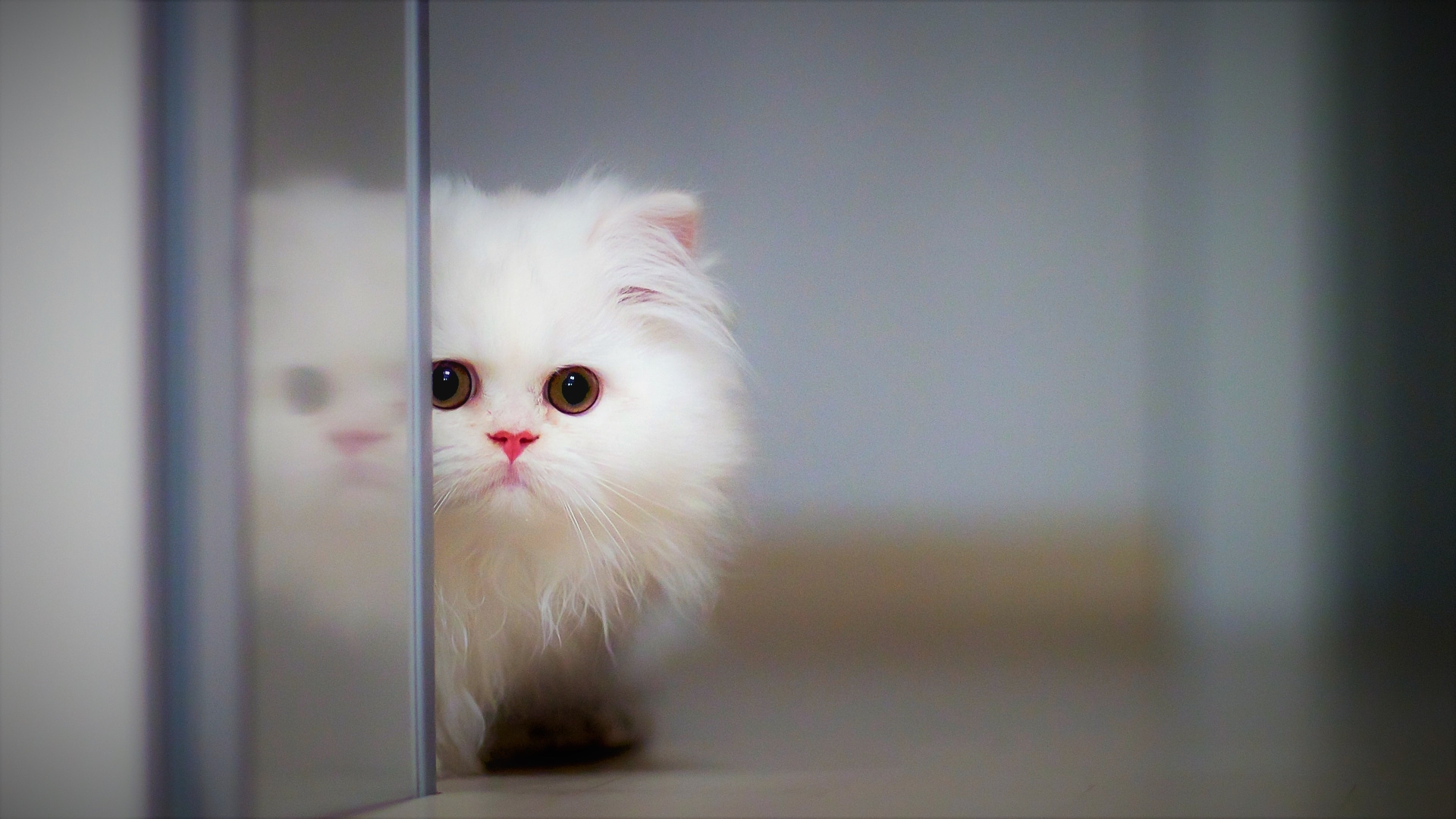 Cute Fluffy Kitten