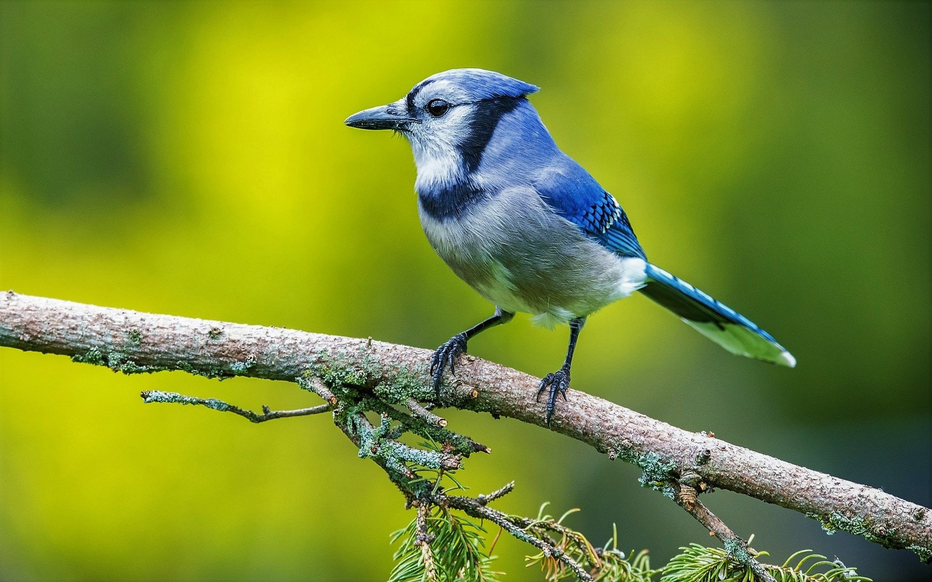 252 Blue Jay High Res Illustrations - Getty Images
