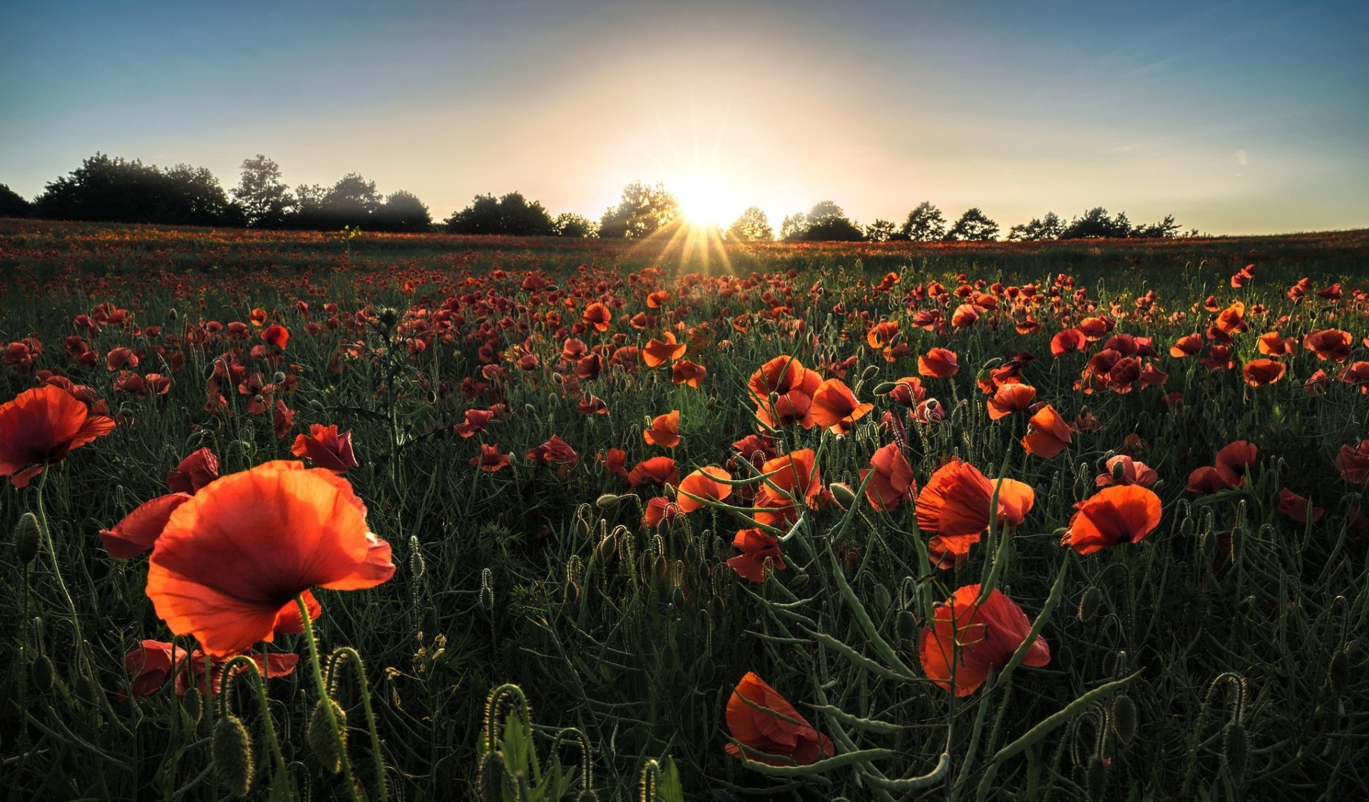 Download Sunrise Summer Field Red Flower Flower Nature Poppy HD Wallpaper