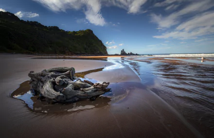 HD desktop wallpaper capturing a serene beach scene with driftwood on wet sand, ocean waves under a cloudy sky, and a distant horizon framed by green cliffs.