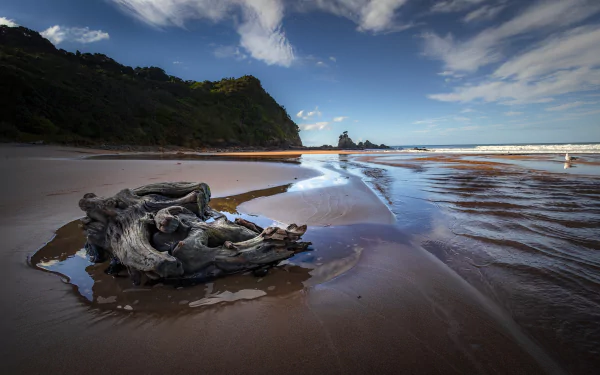 HD desktop wallpaper capturing a serene beach scene with driftwood on wet sand, ocean waves under a cloudy sky, and a distant horizon framed by green cliffs.