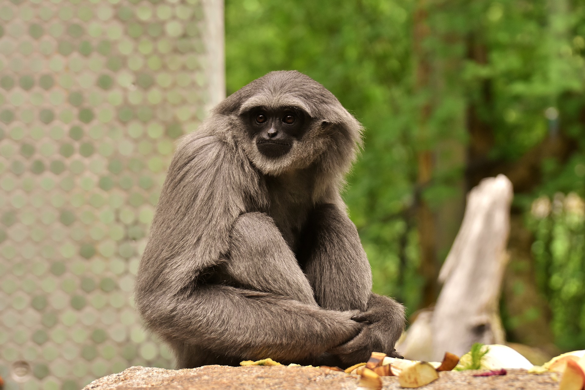 Silvery Gibbon, Hellabrunn Zoo, Munich, Germany by Alexas_Fotos