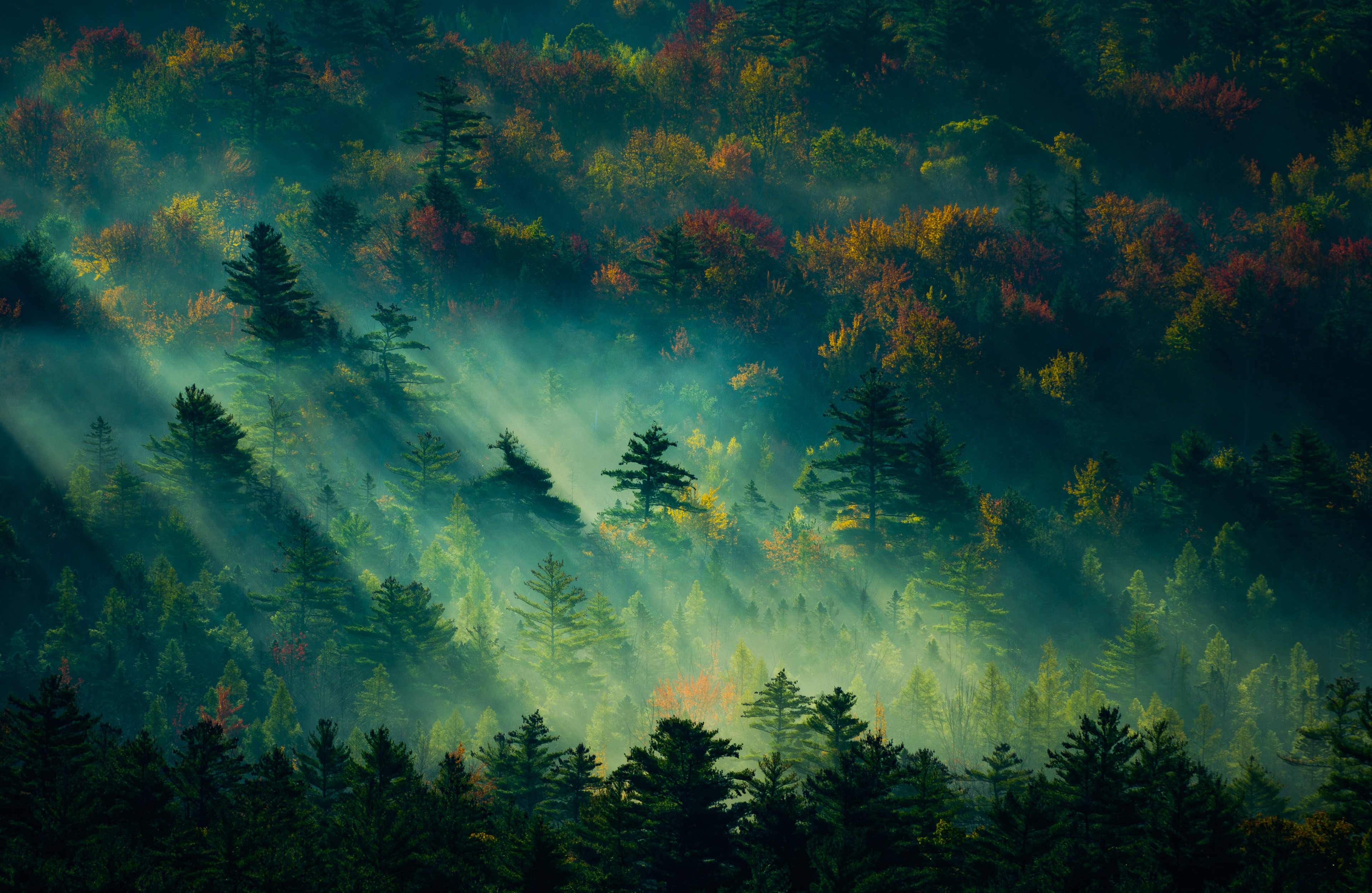Nature Forest 4k Ultra HD Wallpaper by Derek Kind
