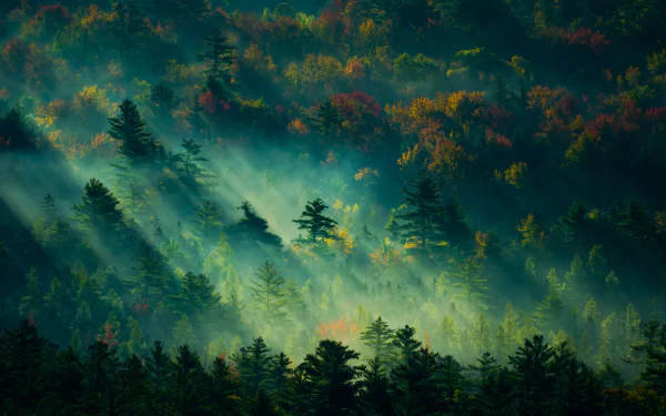 A serene forest blanketed in morning fog with sunlight streaming through the trees, offering a breathtaking HD desktop wallpaper and background.