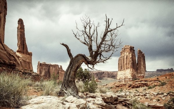 Nature Desert Dead Tree HD Wallpaper | Background Image