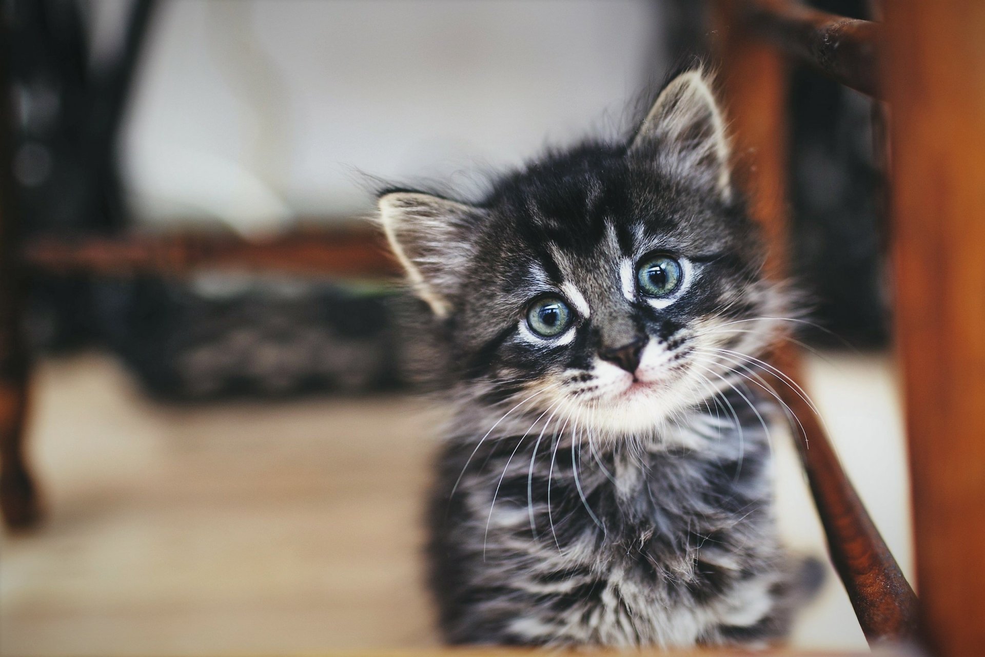Download Baby Animal Cute Kitten Animal Cat Cute Cat HD