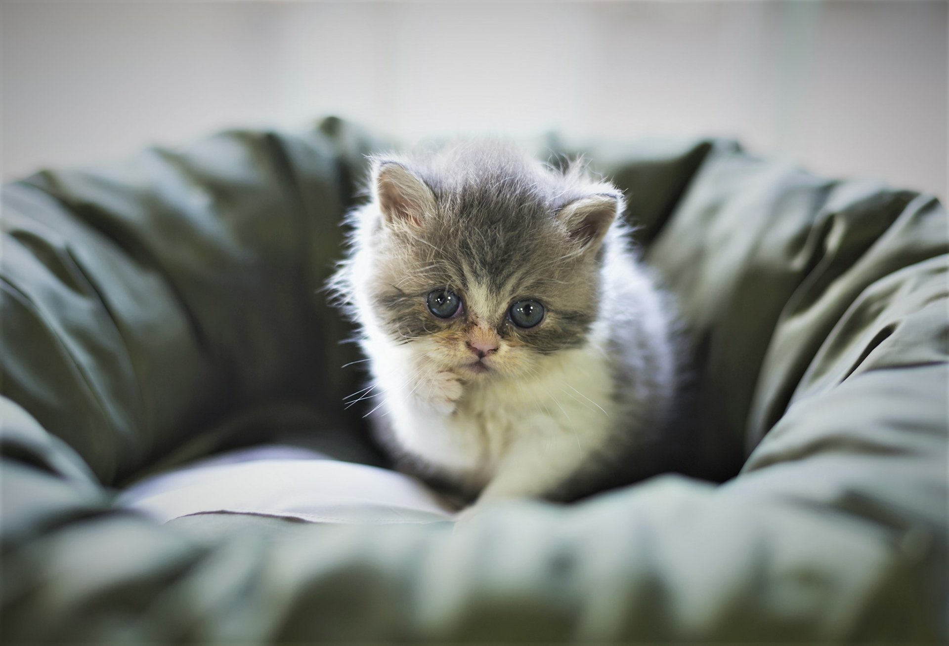 Download Baby Animal Pillow Cute Kitten Animal Cat Cute Cat HD Wallpaper