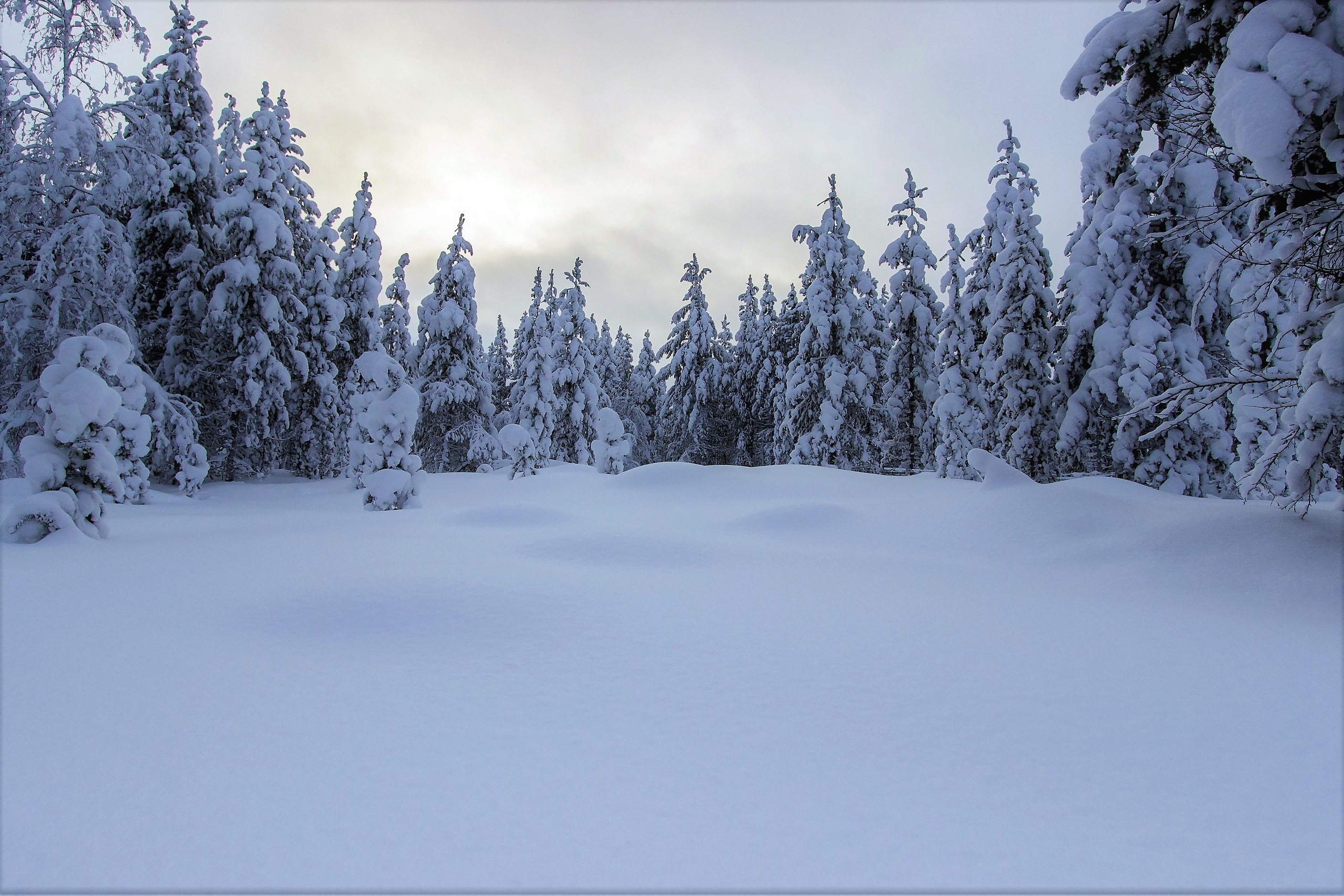 Download Snow Forest Tree Nature Winter HD Wallpaper