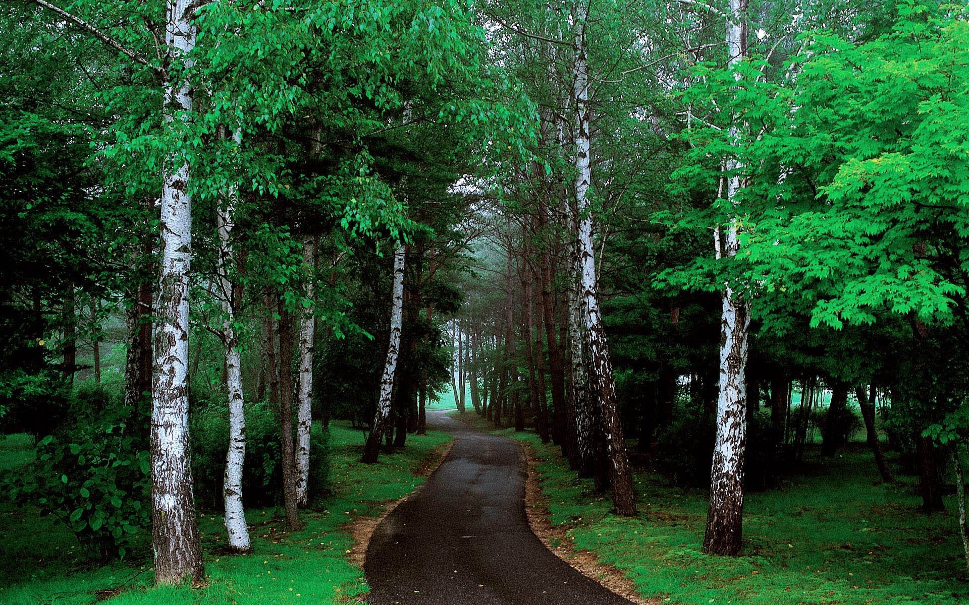 HD PC desktop wallpaper background: a man-made paved road winding through a lush green birch forest.