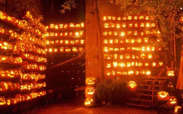 An HD desktop wallpaper and background featuring numerous glowing Halloween pumpkins arranged on shelves, creating a festive holiday atmosphere.