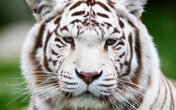 Animal White Tiger Cats Stare HD Wallpaper | Background Image