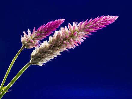 4K Ultra HD PC desktop wallpaper and background showing two pink-and-cream feathery plant plumes against a deep blue backdrop, nature, plant close-up.