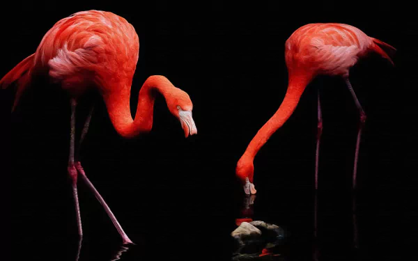 Two vibrant flamingos stand and feed against a dark background in this 4K Ultra HD PC desktop wallpaper.