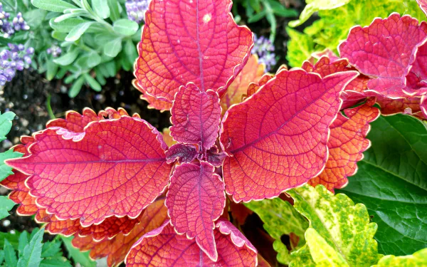 Close-up of vibrant red-pink coleus leaves and tiny flowers, nature plant detail — 2K Quad HD PC desktop wallpaper and background.