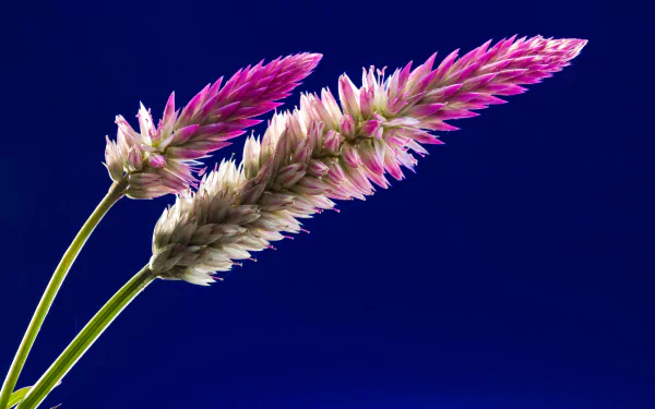 4K Ultra HD PC desktop wallpaper and background showing two pink-and-cream feathery plant plumes against a deep blue backdrop, nature, plant close-up.