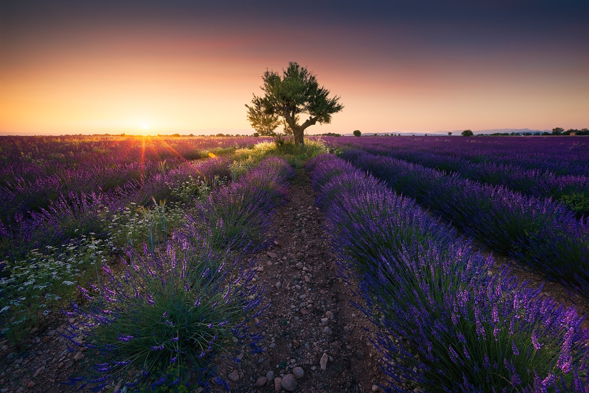 Summer Sunrise over Lavender Fields with Lone Tree in Nature's Embrace, image size:1920x1280