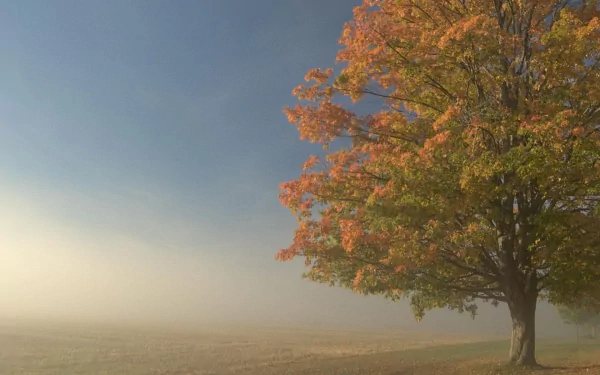 pastel nature tree HD Desktop Wallpaper | Background Image